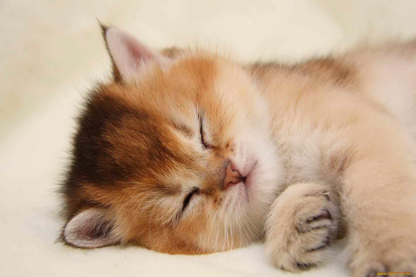 Красивый котенок во сне. Спящие котята. Спящий котик. Милые спящие котята.